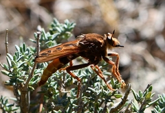 Asilus crabroniformis