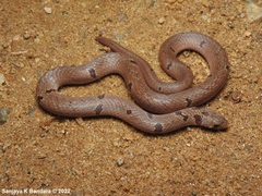 Oligodon sublineatus