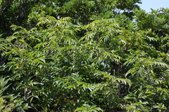 Glochidion lanceolatum