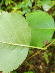 Populus tremuloides