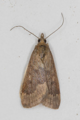Achyra rantalis