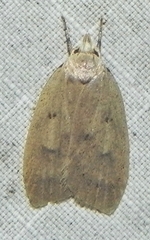 Machimia tentoriferella