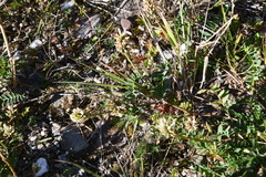 Astragalus inopinatus