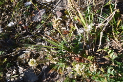 Astragalus inopinatus