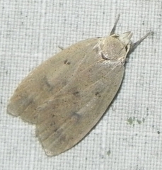 Machimia tentoriferella