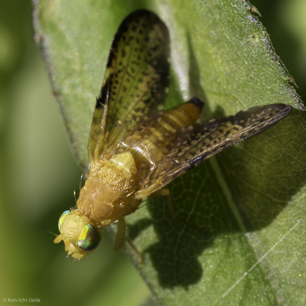 Icterica seriata