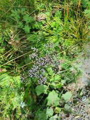 Achillea millefolium