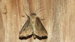 Agrotis venerabilis