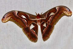 Attacus