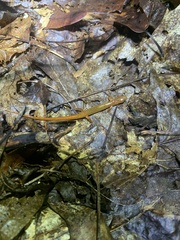 Eurycea wilderae
