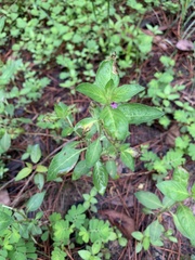 Cuphea carthagenensis