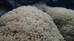 Physogyra lichtensteini