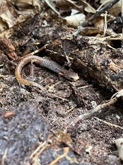 Hemidactylium scutatum