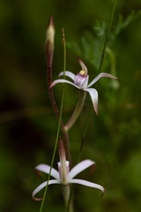 Caladenia hirta