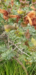 Salvia aurea