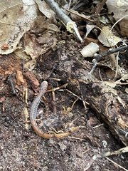 Hemidactylium scutatum