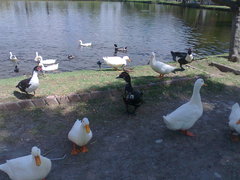 Anser anser domesticus