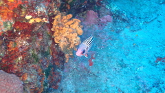 Sargocentron rubrum