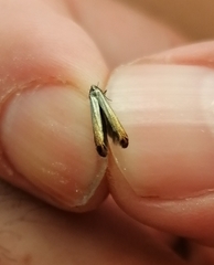 Coleophora deauratella