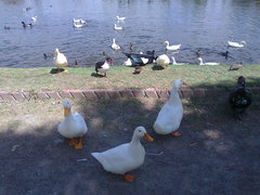 Anser anser domesticus