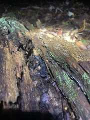 Plethodon cylindraceus