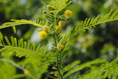 Vachellia macracantha