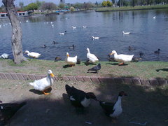 Anser anser domesticus