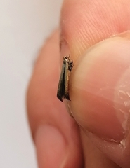 Coleophora deauratella