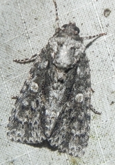 Acronicta afflicta
