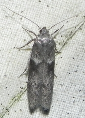 Blastobasis glandulella