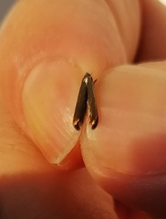 Coleophora deauratella