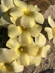 Oxalis obtusa