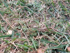 Podarcis siculus campestris