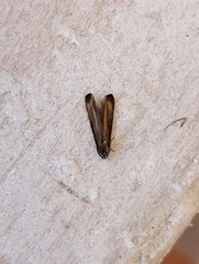 Coleophora deauratella