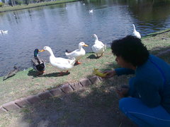 Anser anser domesticus