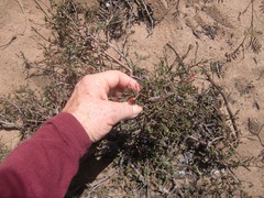 Hermannia joubertiana