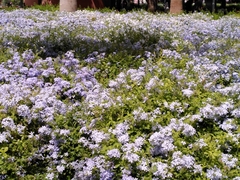 Plumbago auriculata