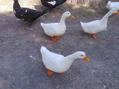 Anser anser domesticus