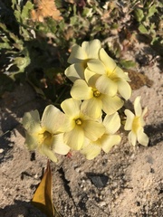 Oxalis obtusa