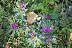 Trifolium lupinaster