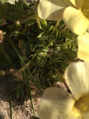 Oxalis obtusa