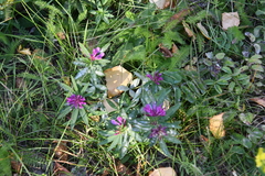 Trifolium lupinaster