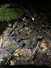 Plethodon yonahlossee