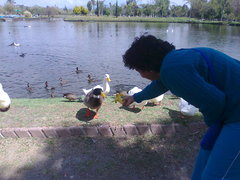 Anser anser domesticus