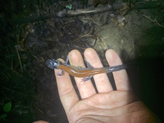 Plethodon yonahlossee