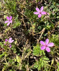 Erodium