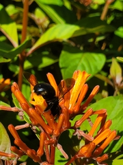 Xylocopa micans