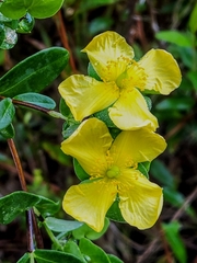 Hypericum crux-andreae