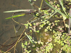 Spirodela polyrhiza