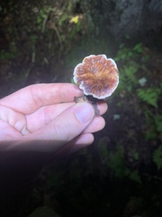 Phaeolus schweinitzii